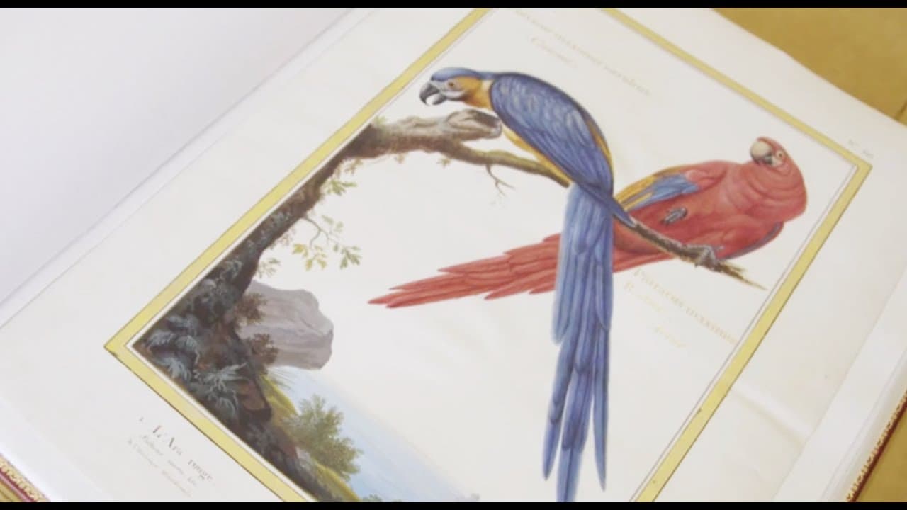 Exhibition "Birds in Paradise" - What are the The Vellums?